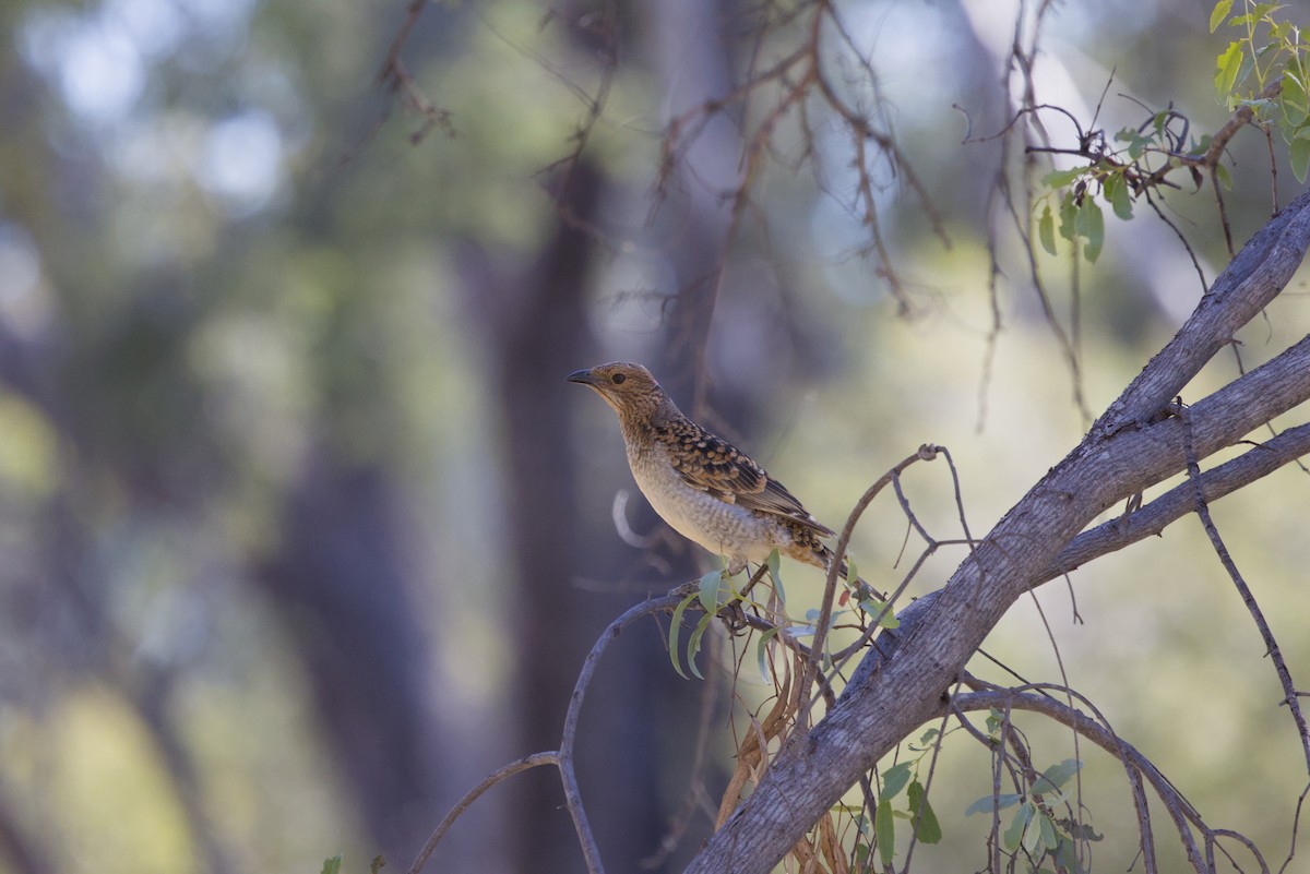 Spotted Bowerbird - ML642899735