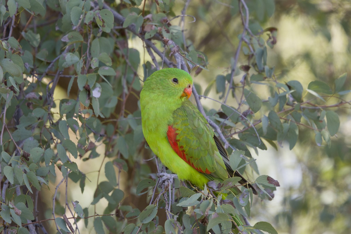 Red-winged Parrot - ML642899736
