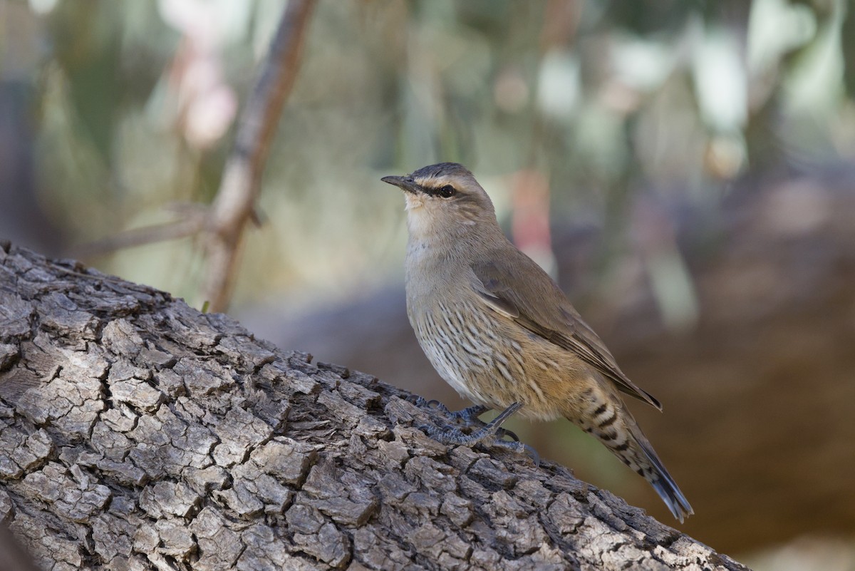 Brown Treecreeper - ML642899747
