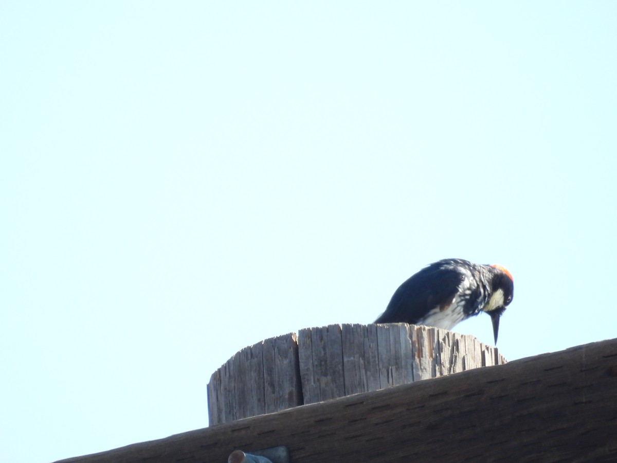 Acorn Woodpecker - ML642899756
