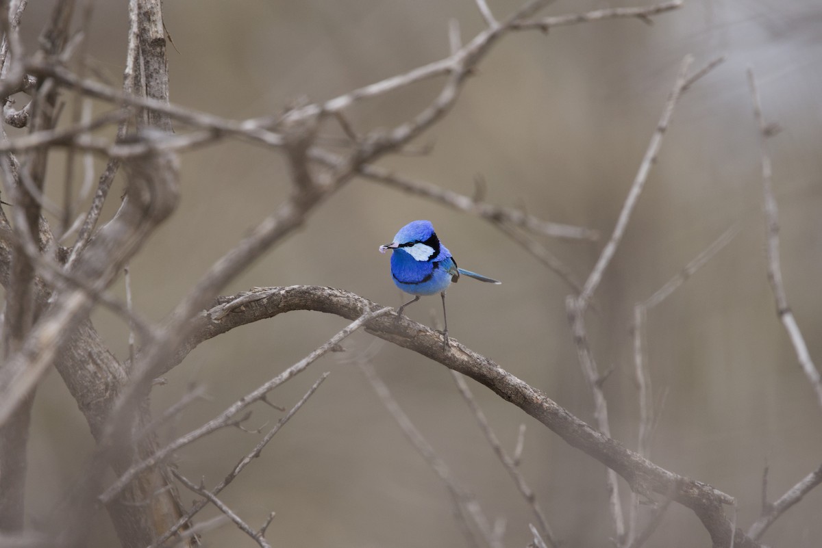 Splendid Fairywren - ML642899767