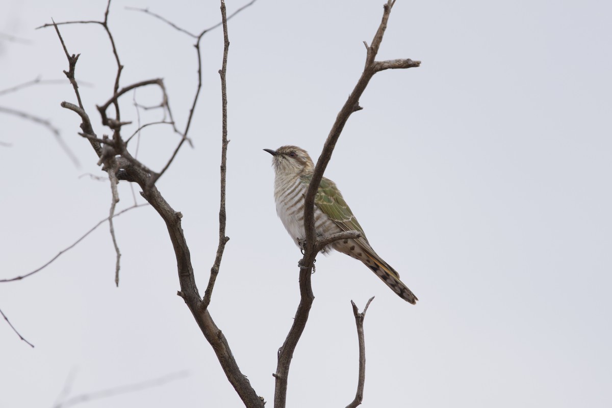 Horsfield's Bronze-Cuckoo - ML642899768