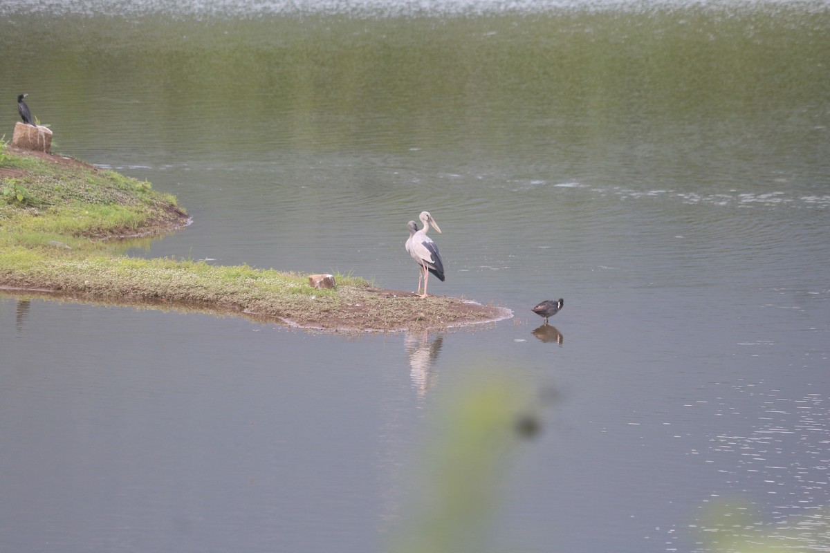 Asian Openbill - ML642899769