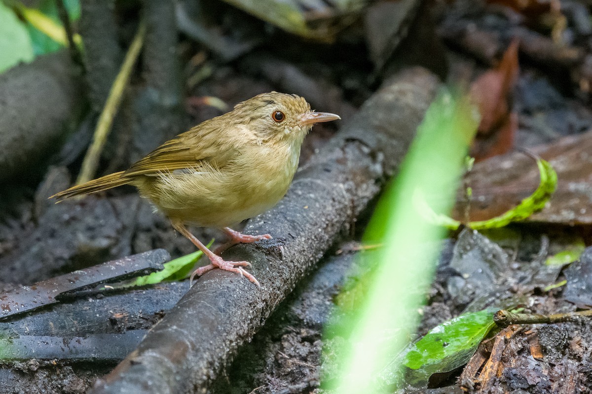 Buff-breasted Babbler - ML642899770