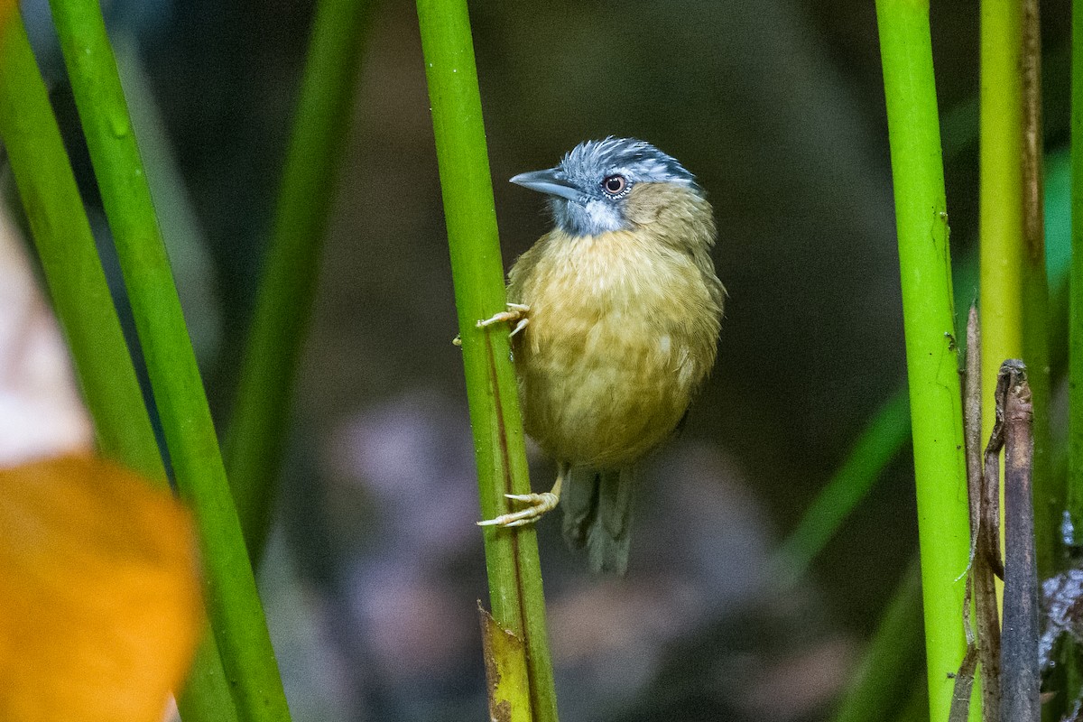 Gray-throated Babbler - ML642899772