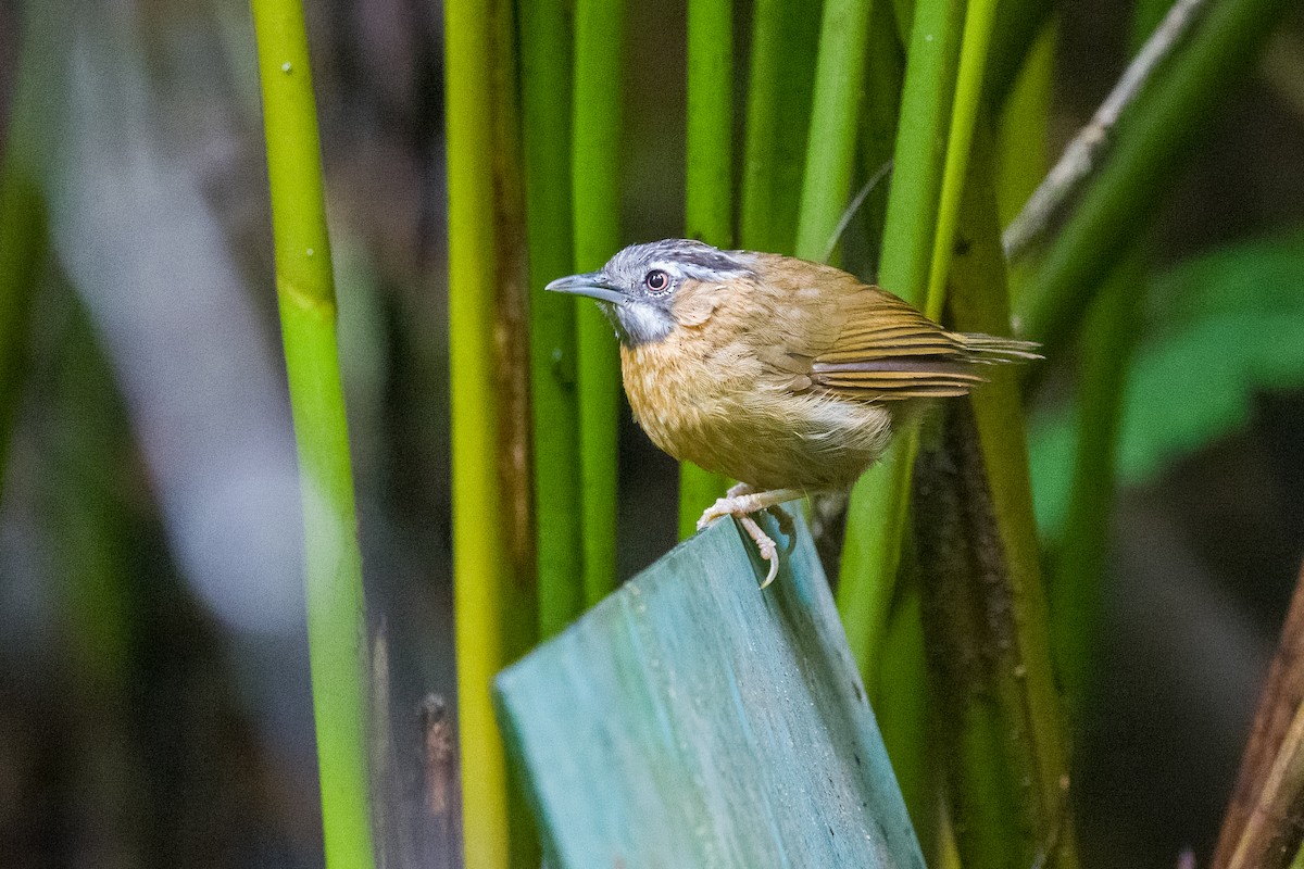 Gray-throated Babbler - ML642899773
