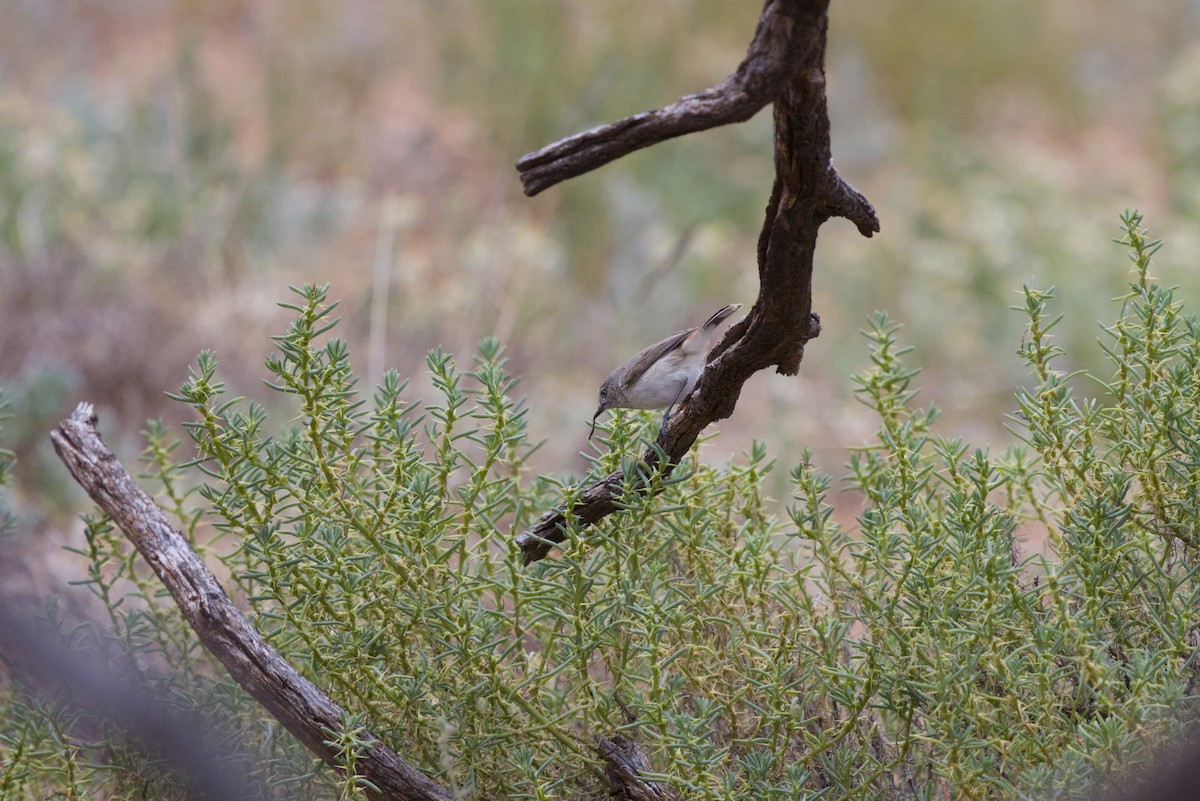Chestnut-rumped Thornbill - ML642899775