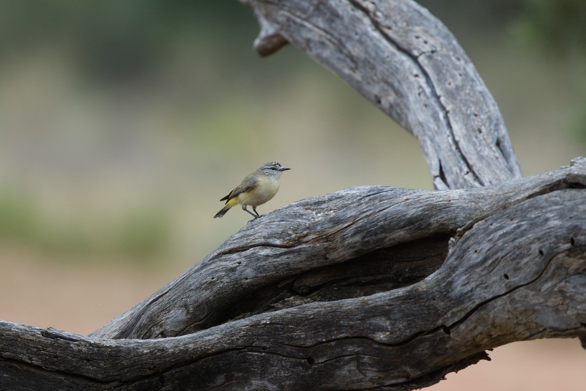 Yellow-rumped Thornbill - ML642899785