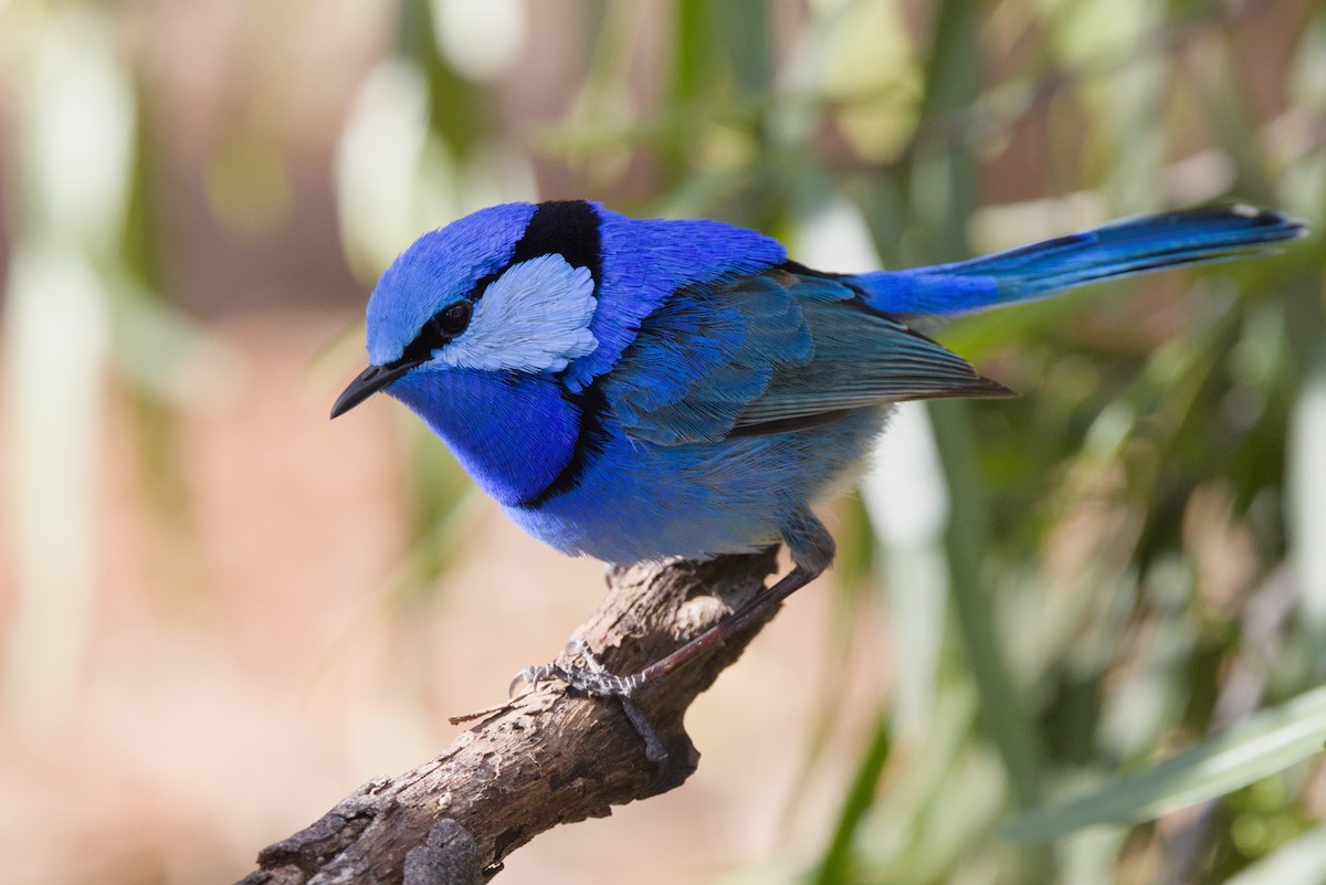 Splendid Fairywren - ML642899786