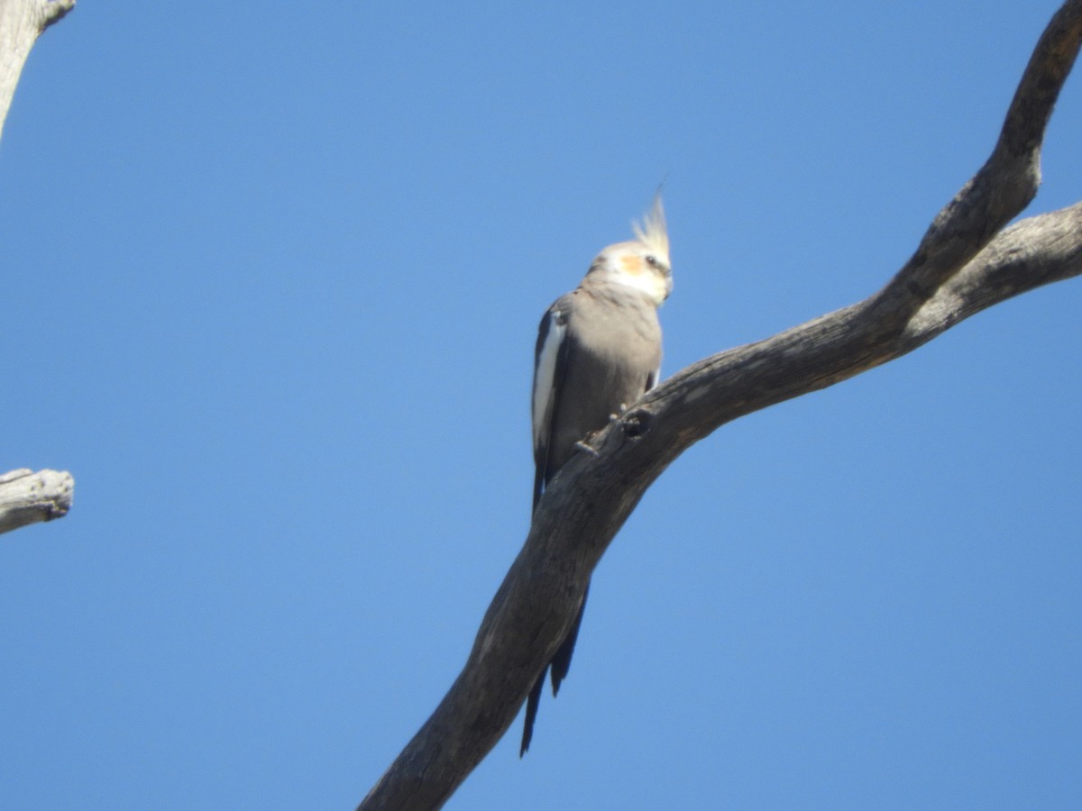 Cockatiel - ML642899787