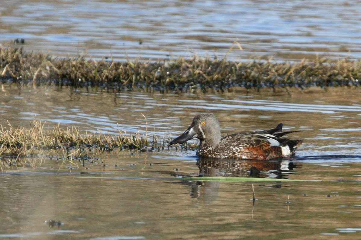 Australasian Shoveler - ML642899788