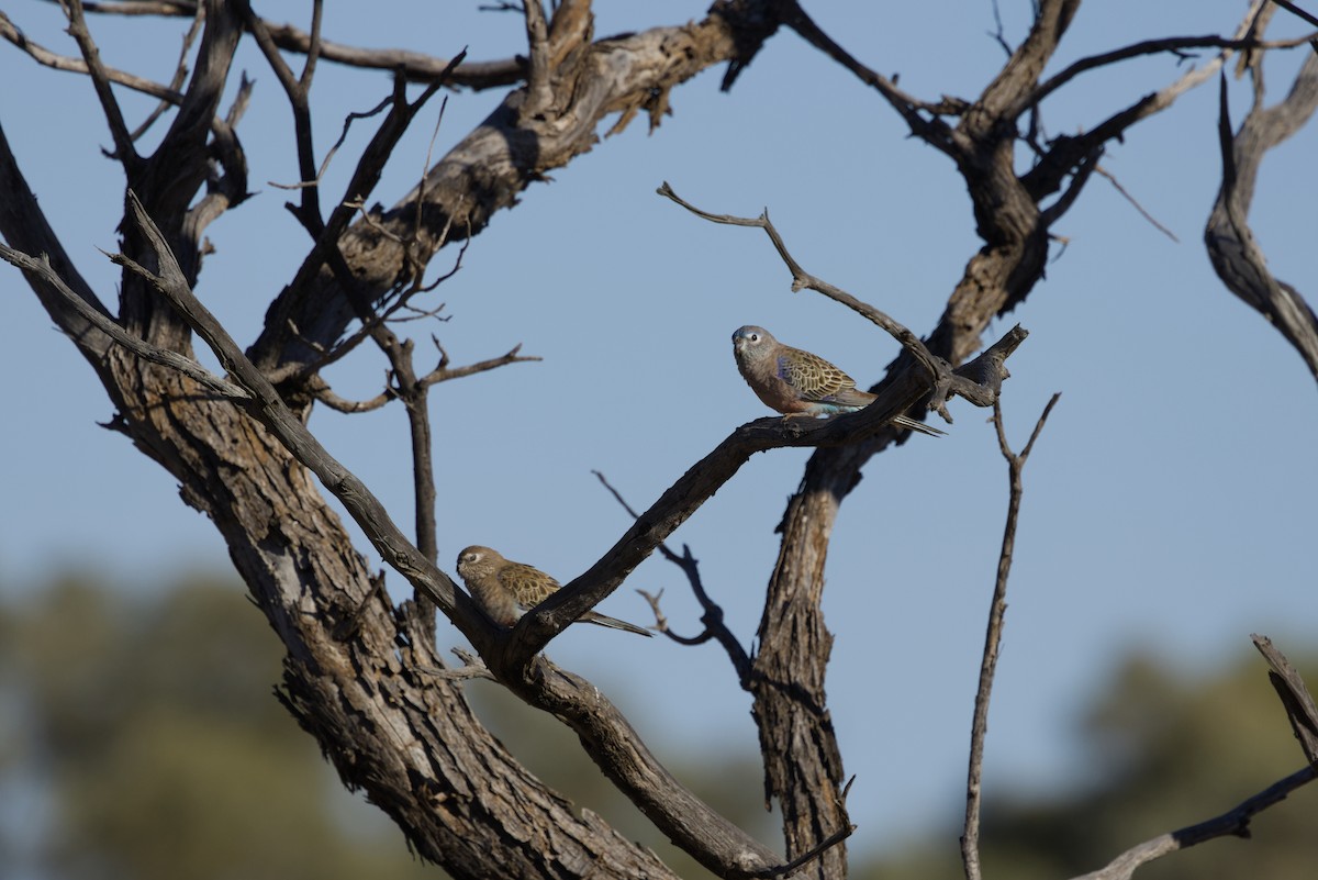 Bourke's Parrot - ML642899790