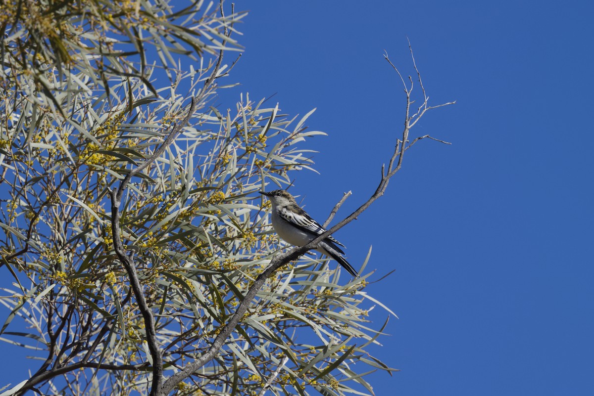 White-winged Triller - ML642899791