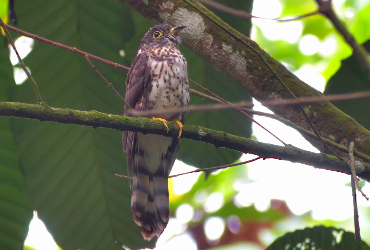 Malaysian Hawk-Cuckoo - ML642899792