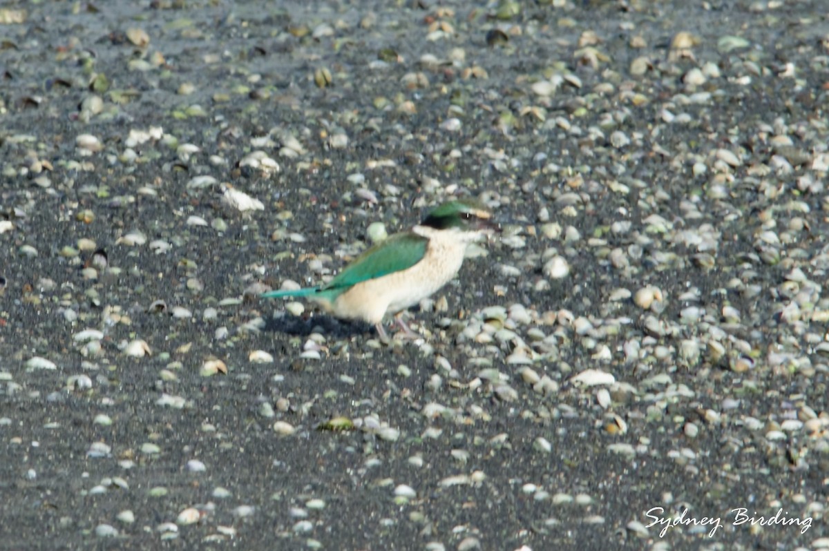 Sacred Kingfisher - ML642899801