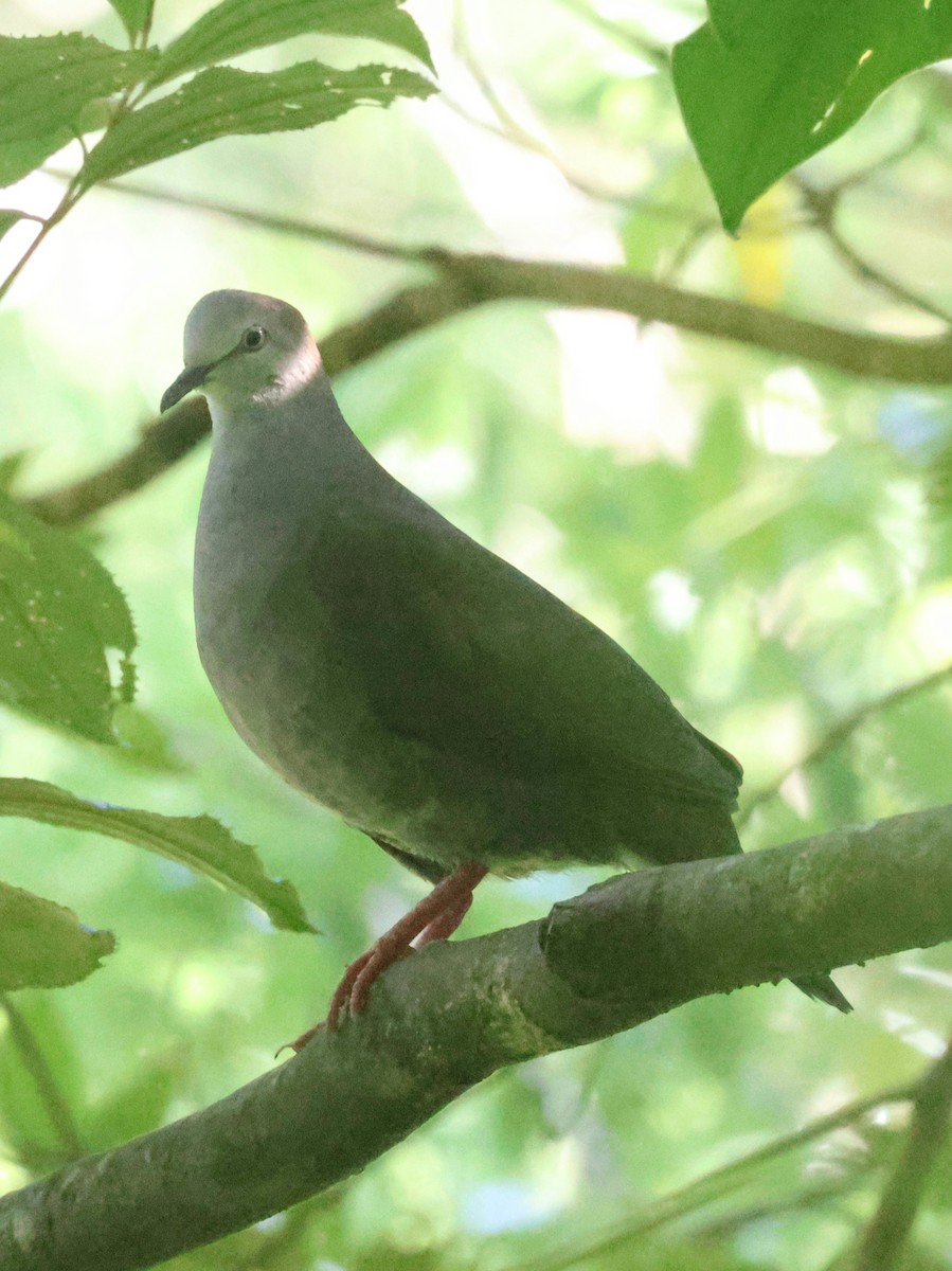 Gray-chested Dove - ML642899803