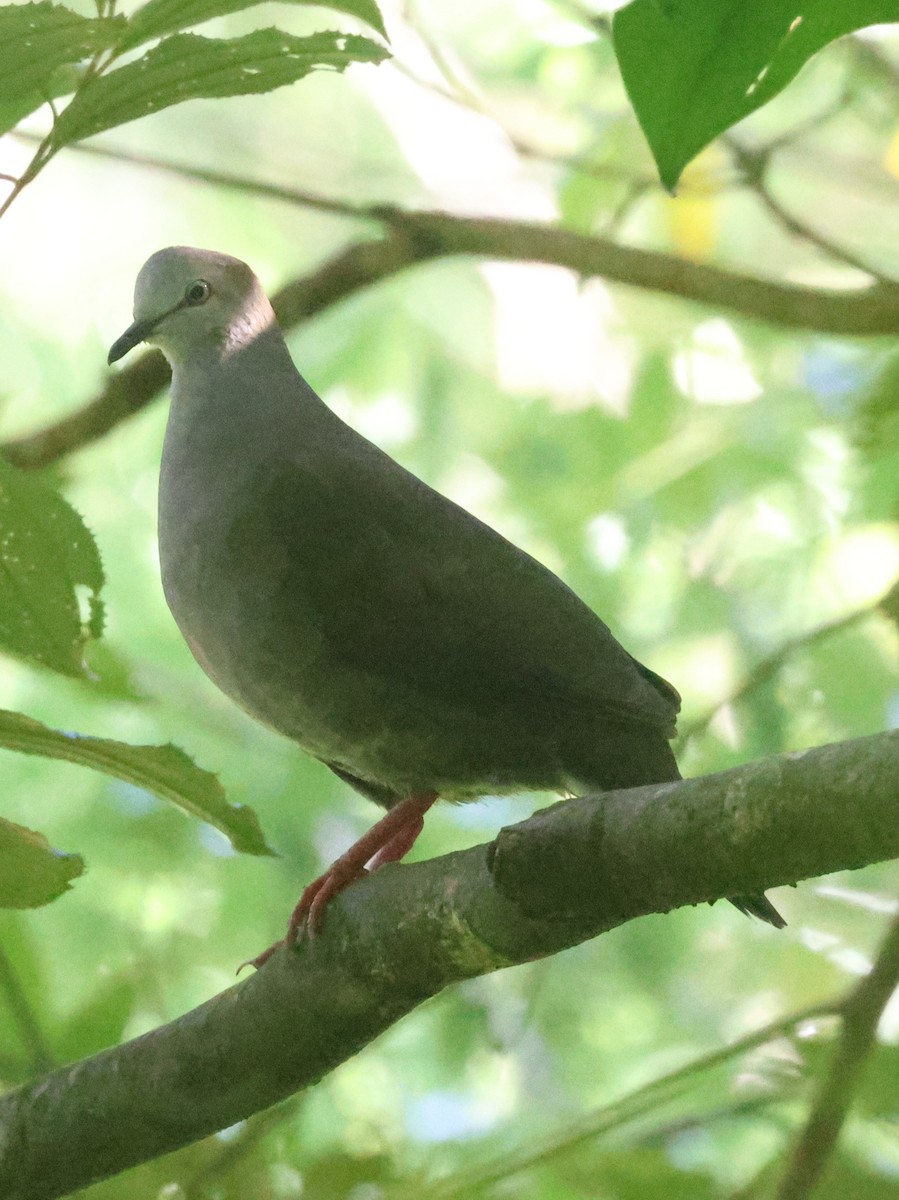 Gray-chested Dove - ML642899804