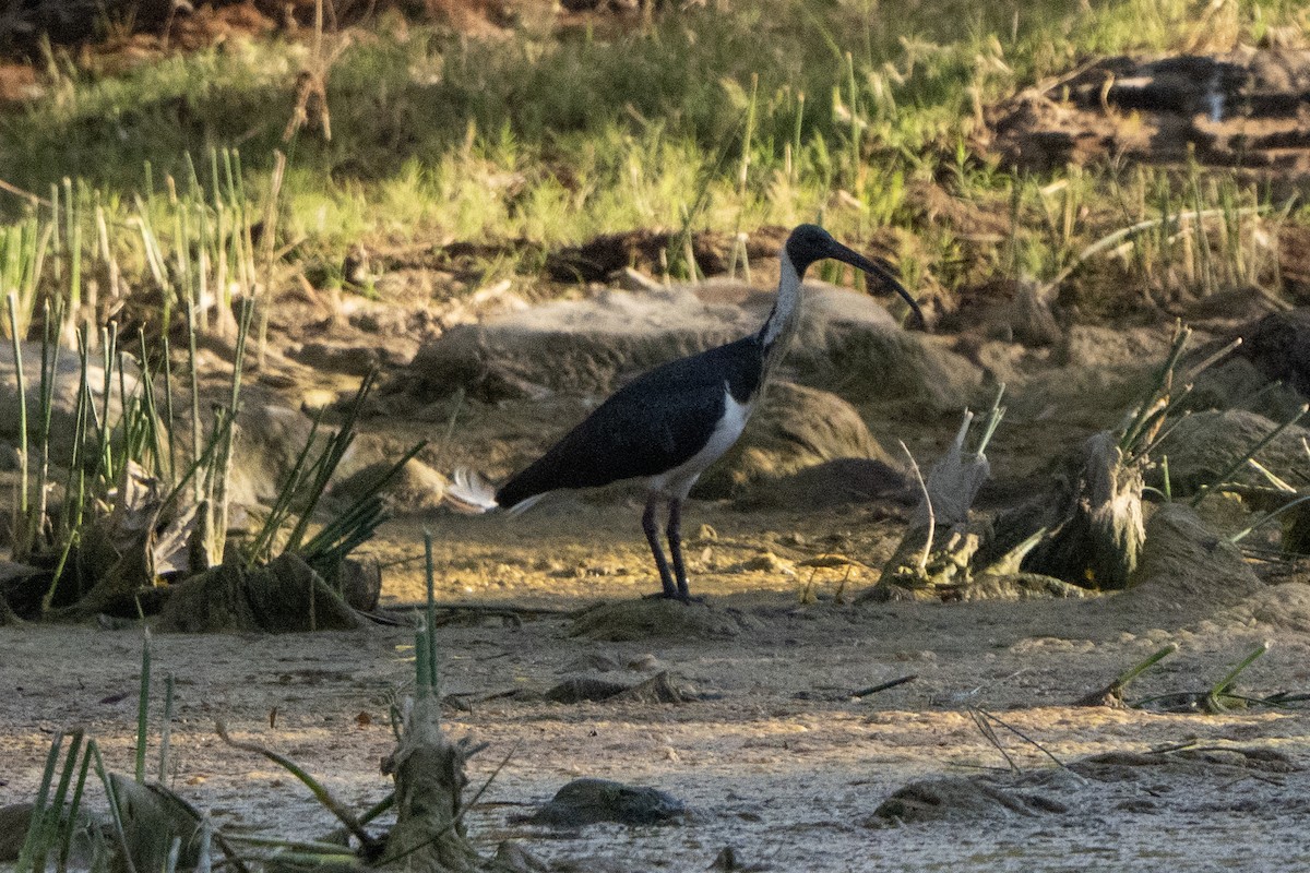Straw-necked Ibis - ML642899816