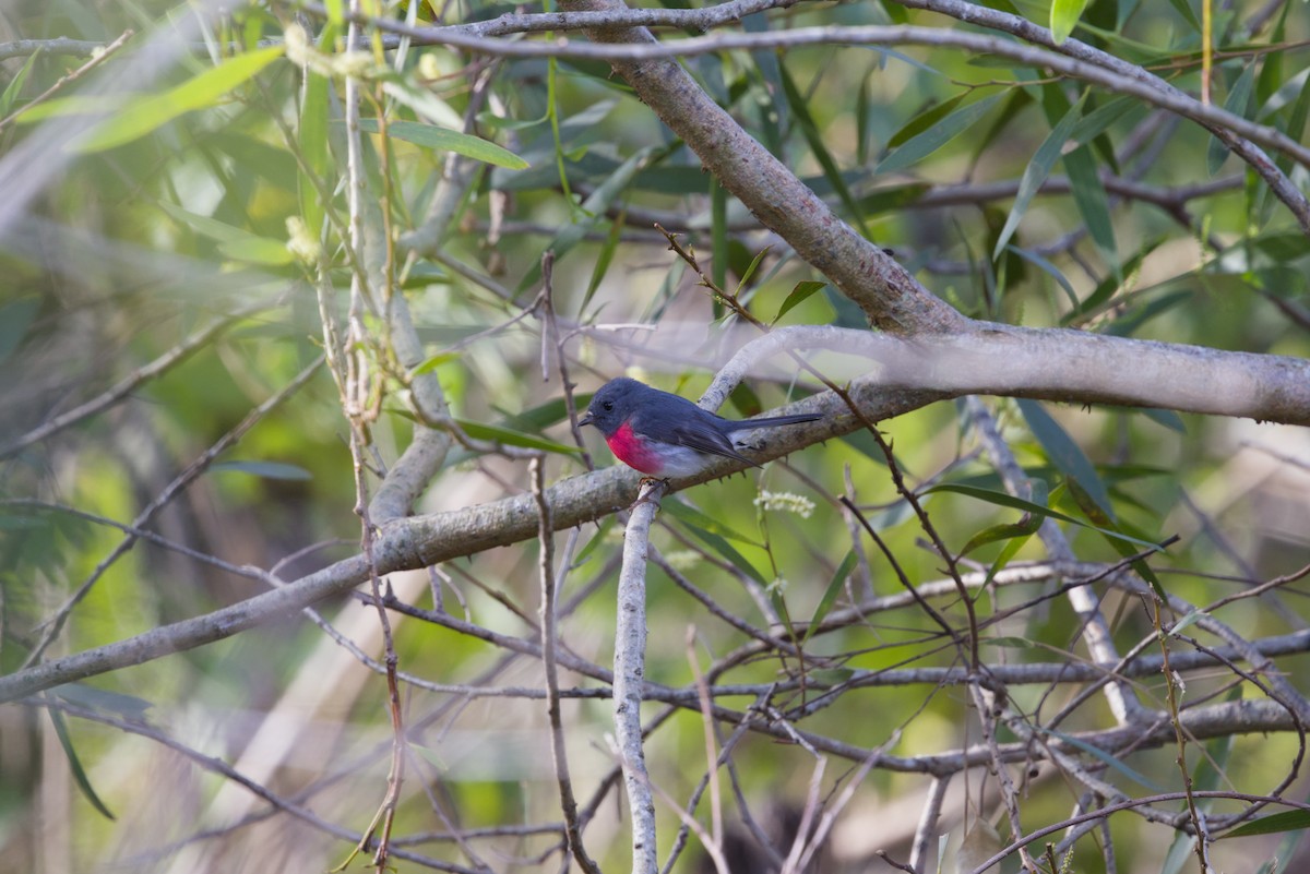 Rose Robin - ML642899817