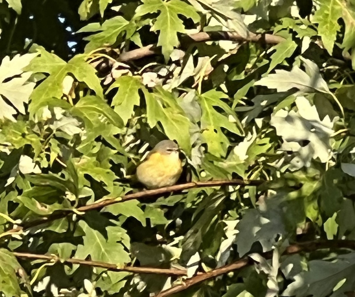 American Redstart - ML642899819