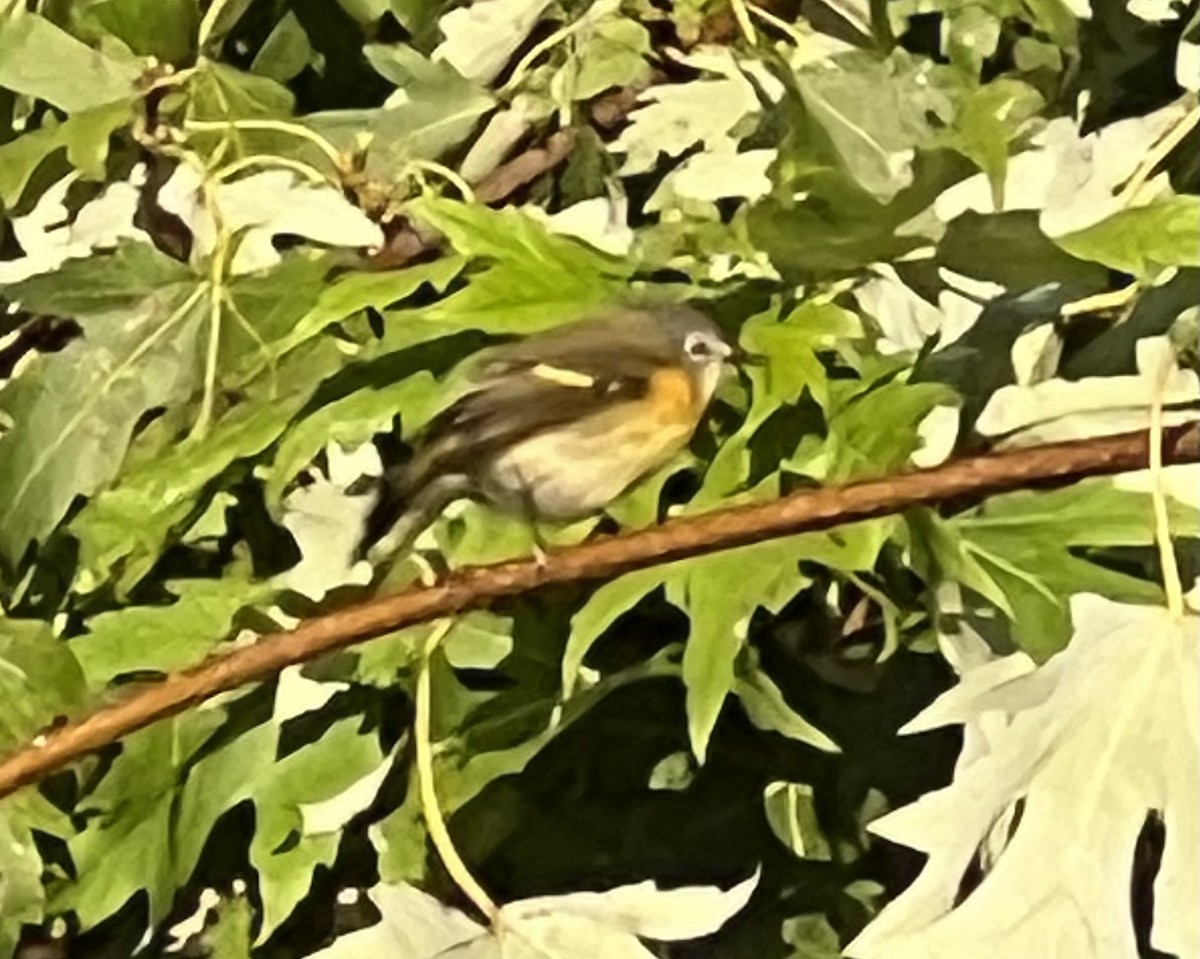American Redstart - ML642899820