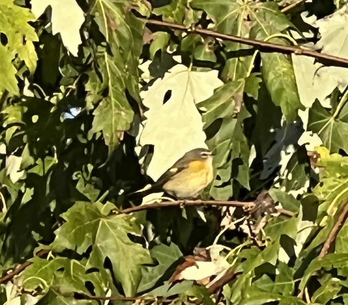 American Redstart - ML642899821