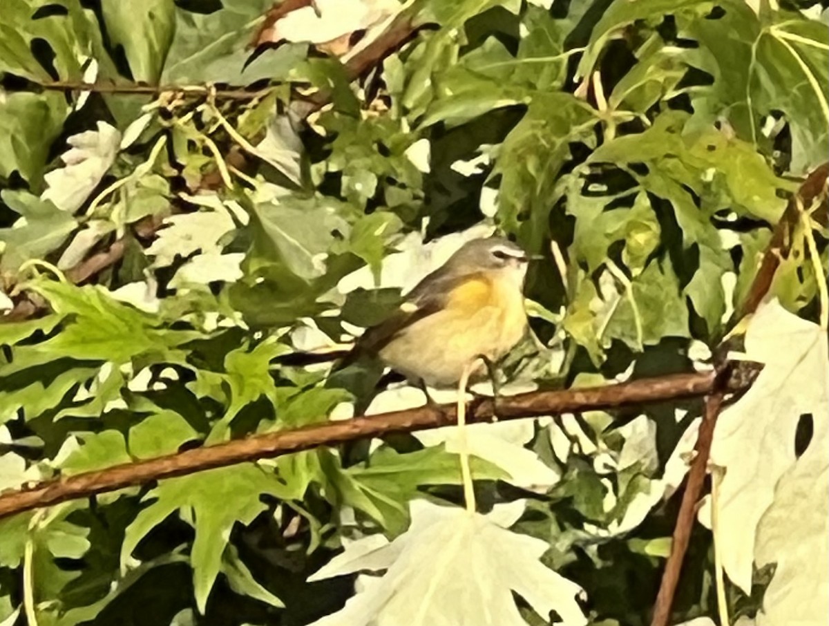 American Redstart - ML642899823