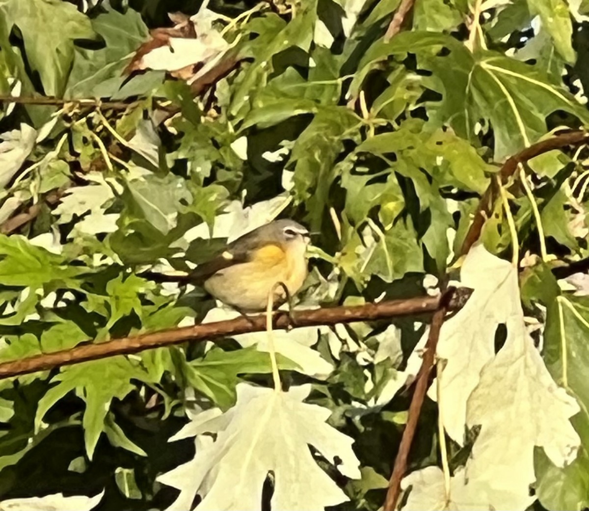 American Redstart - ML642899824