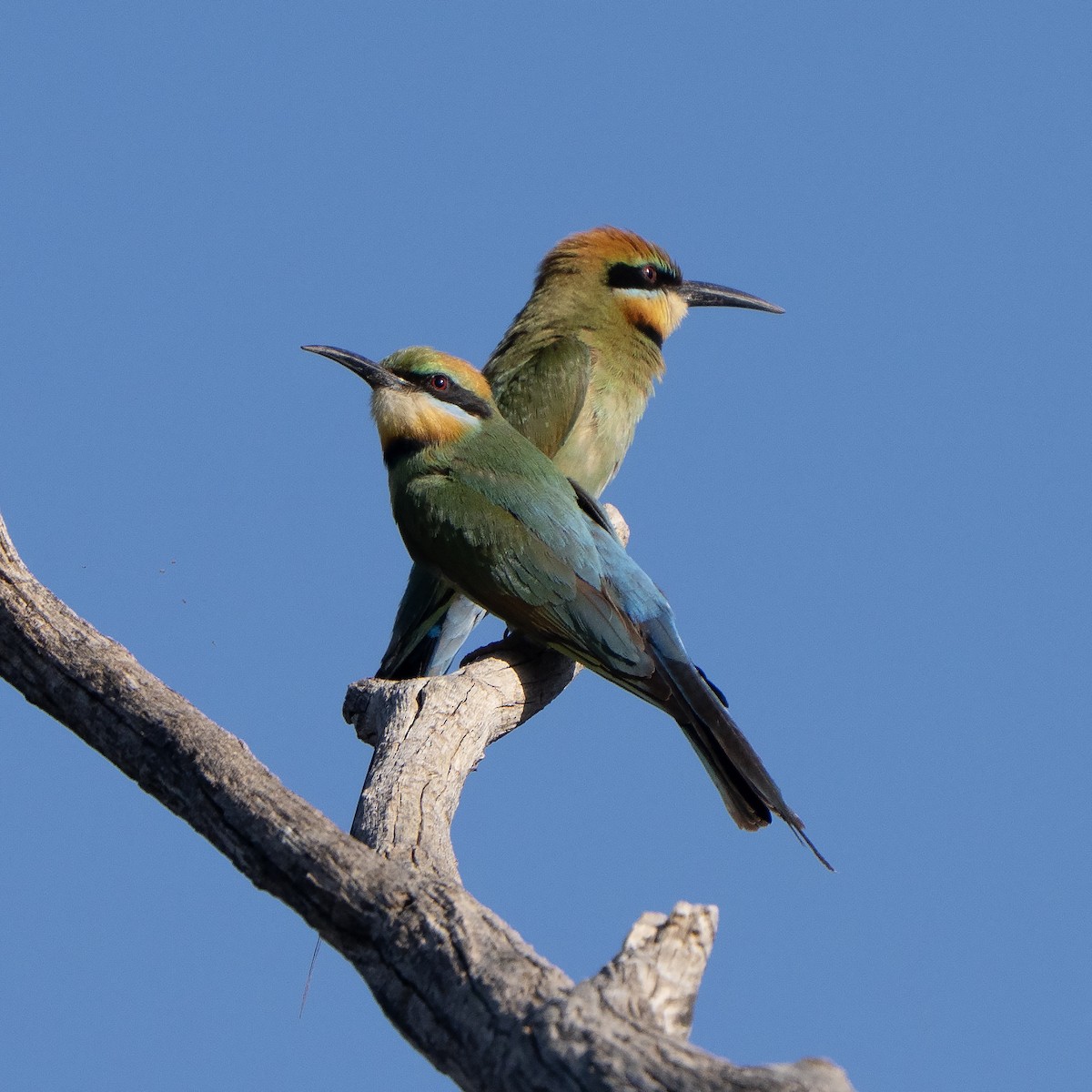 Rainbow Bee-eater - ML642899826