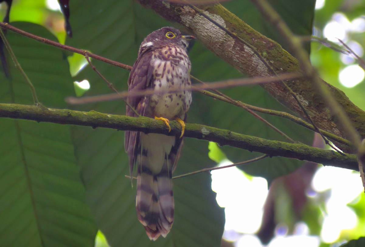 Malaysian Hawk-Cuckoo - ML642899827