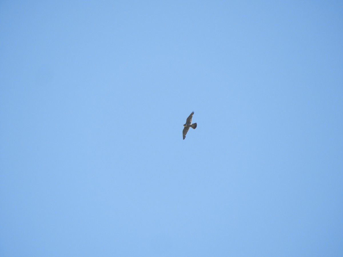 Peregrine Falcon - ML642899828