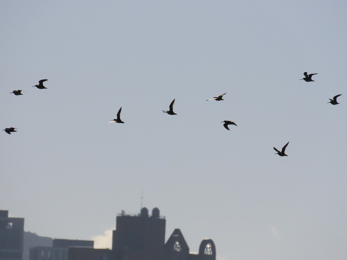 Common Snipe - ML642899829