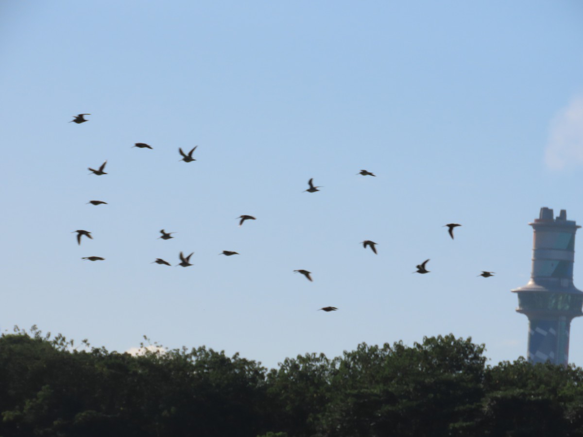 Common Snipe - ML642899830