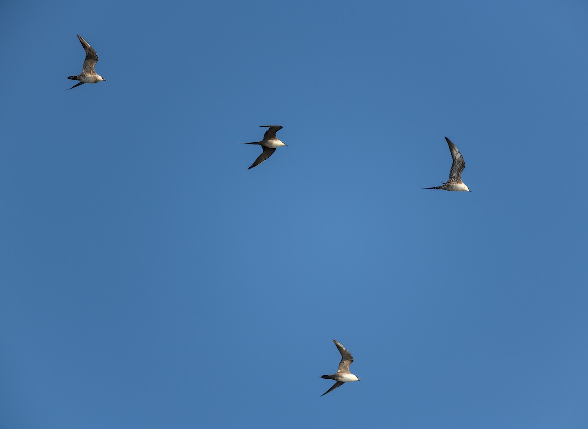 Long-tailed Jaeger - ML642899833
