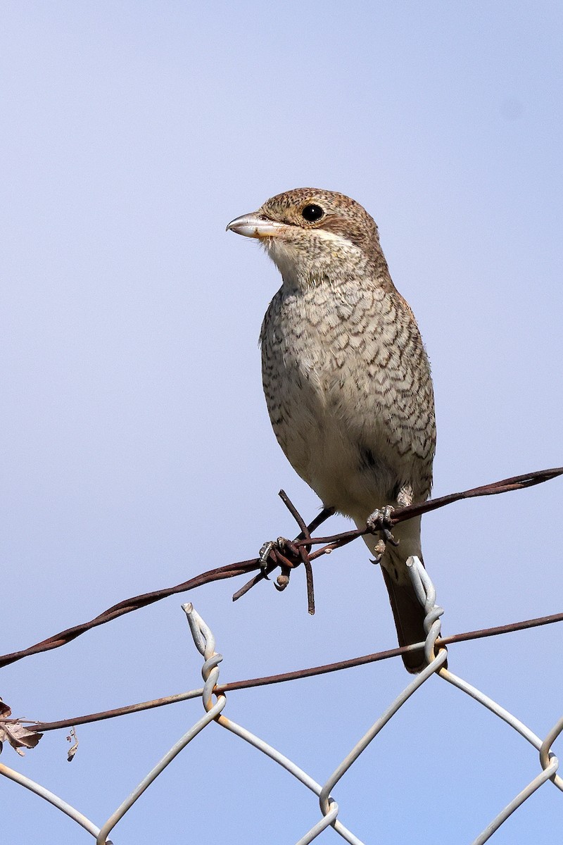 Red-backed Shrike - ML642899834