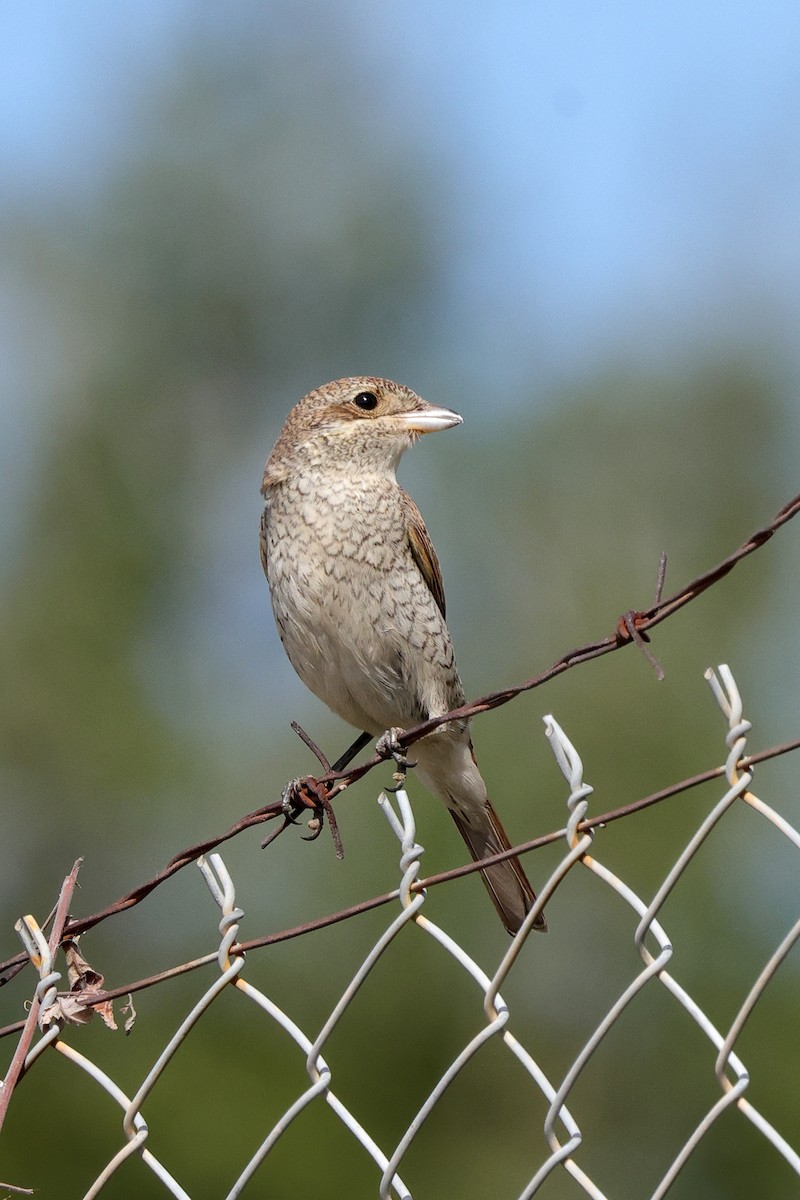 Red-backed Shrike - ML642899835