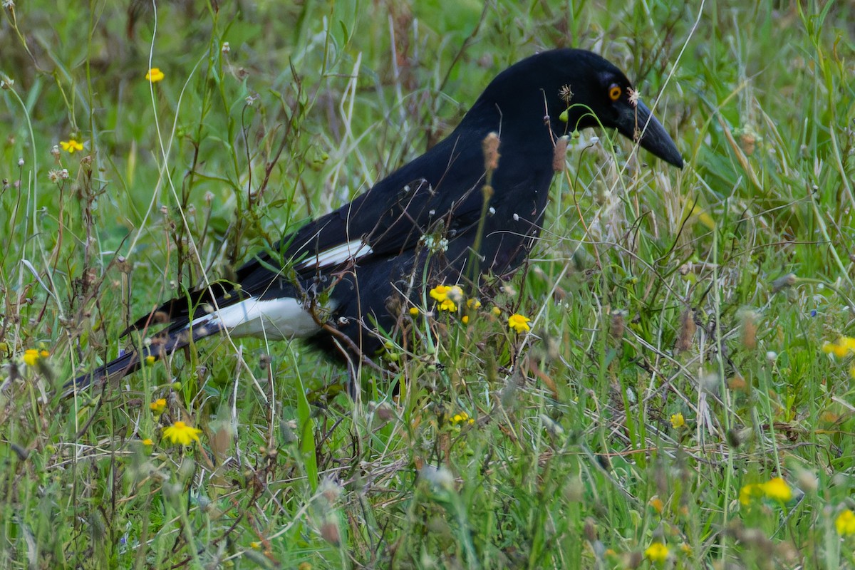 Pied Currawong - ML642899836