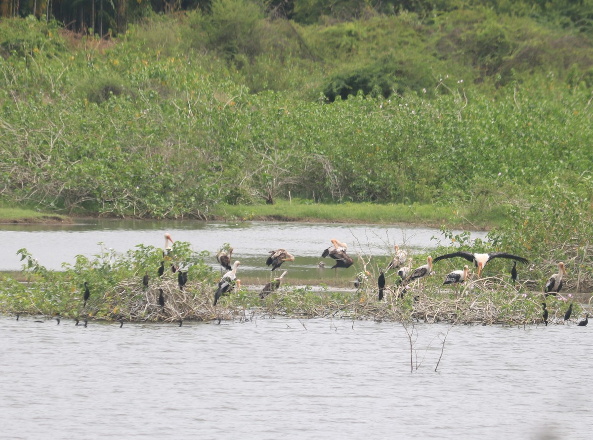 Painted Stork - ML642899837