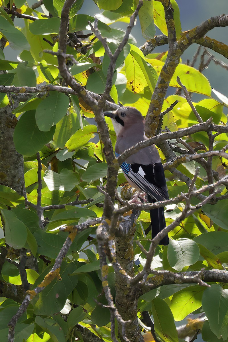 Eurasian Jay - ML642899838