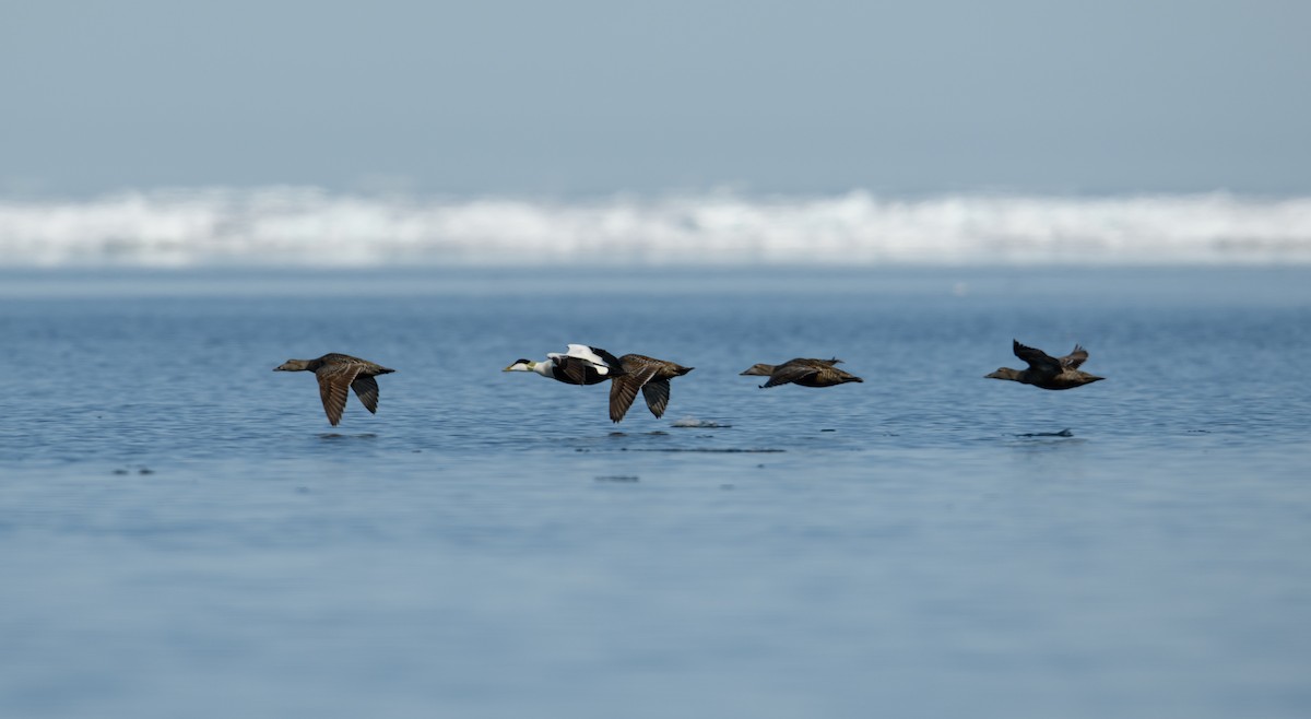 Common Eider - ML642899839