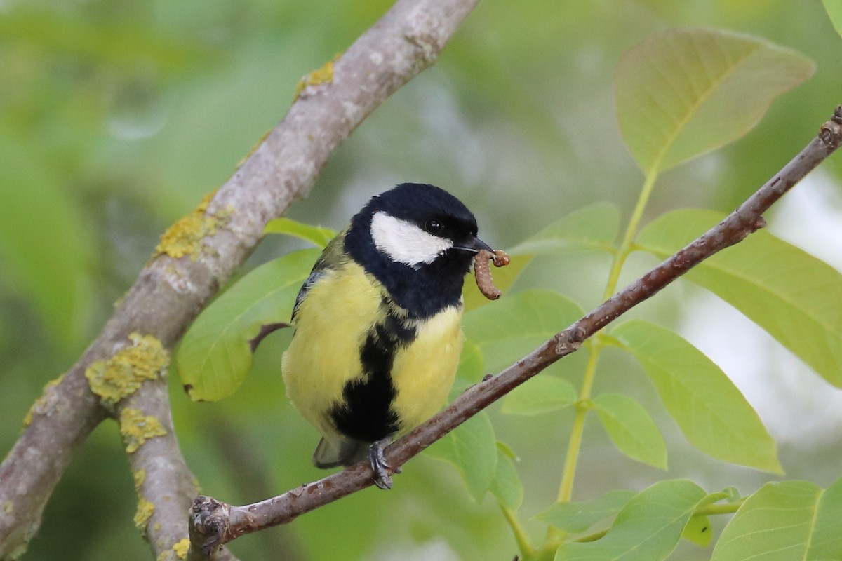 Great Tit - ML642899840