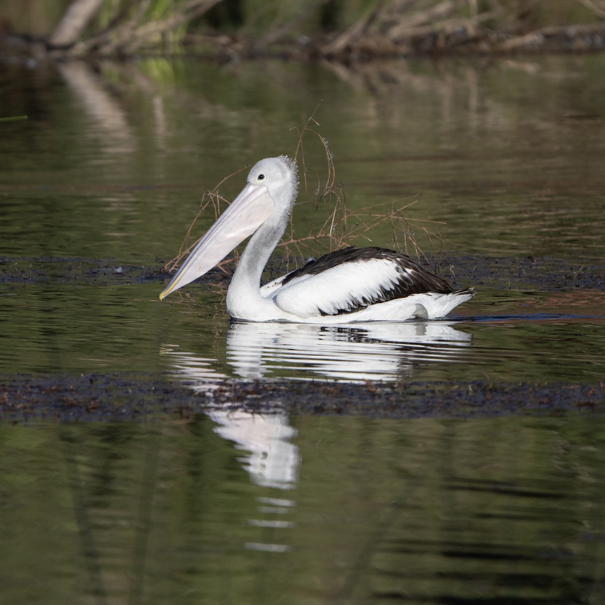 Australian Pelican - ML642899841