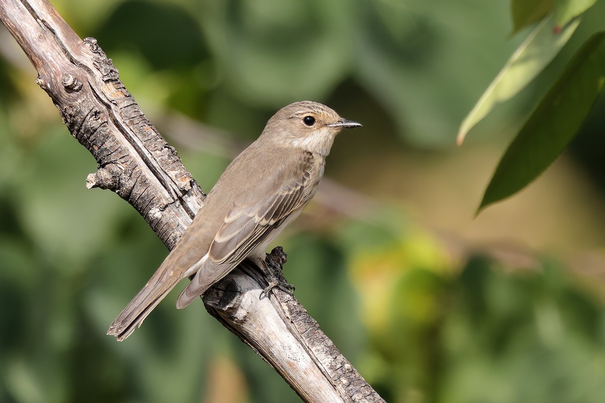 Spotted Flycatcher - ML642899842