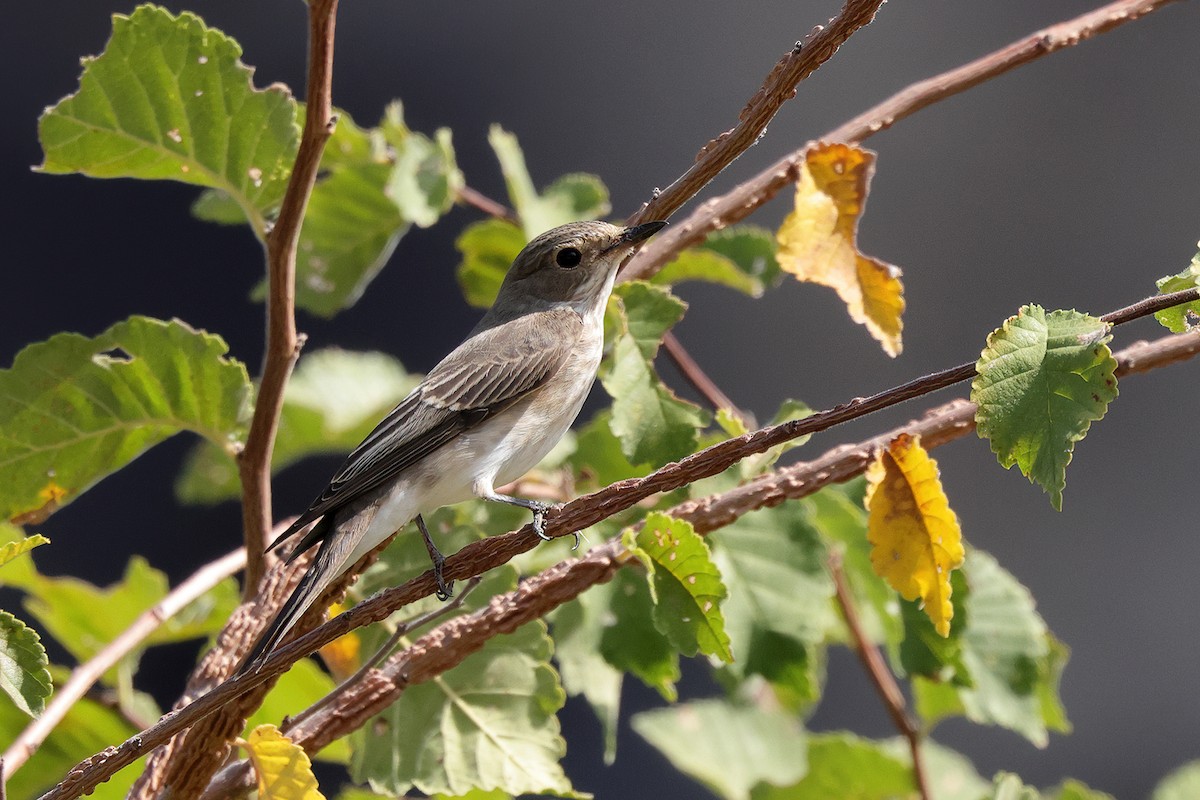 Spotted Flycatcher - ML642899843