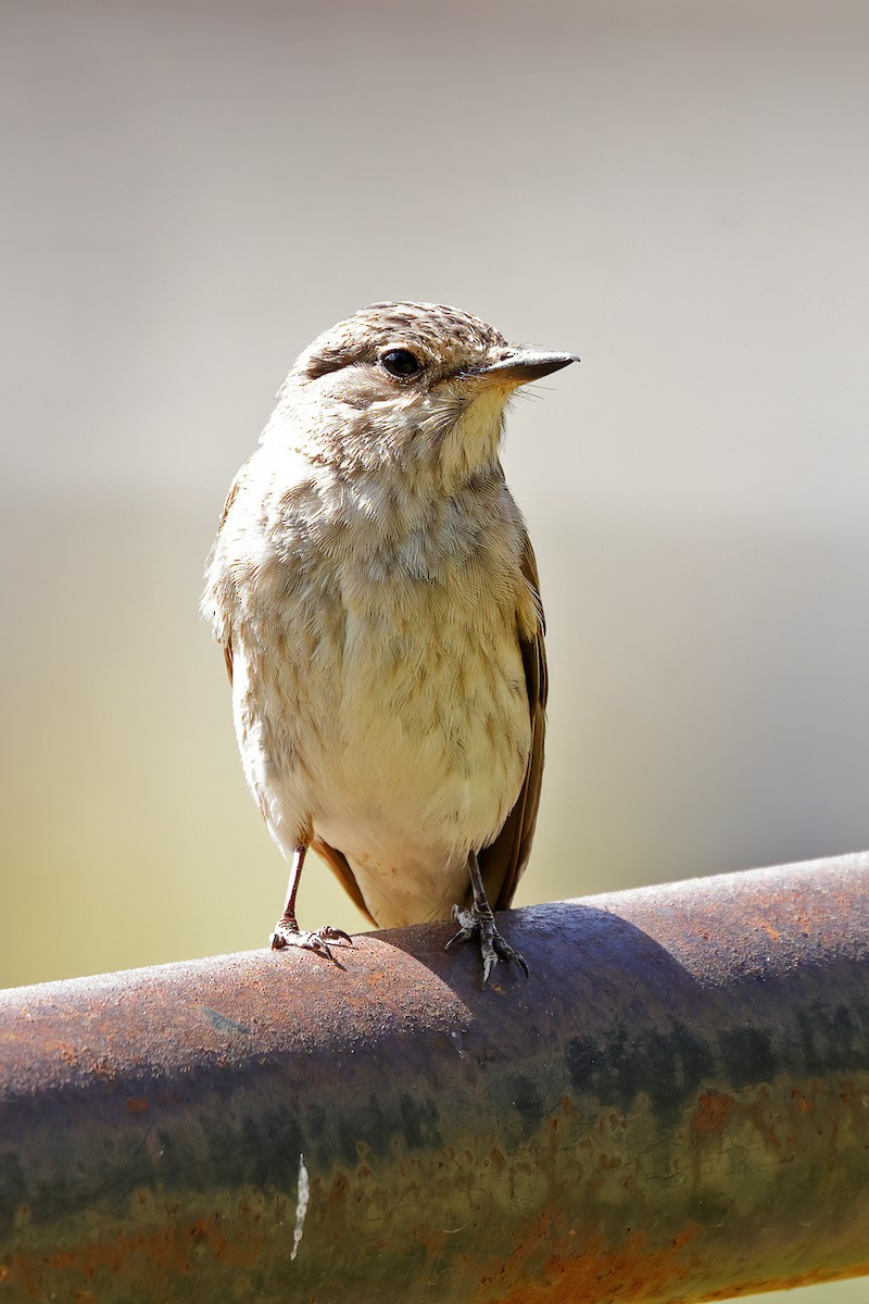 Spotted Flycatcher - ML642899844