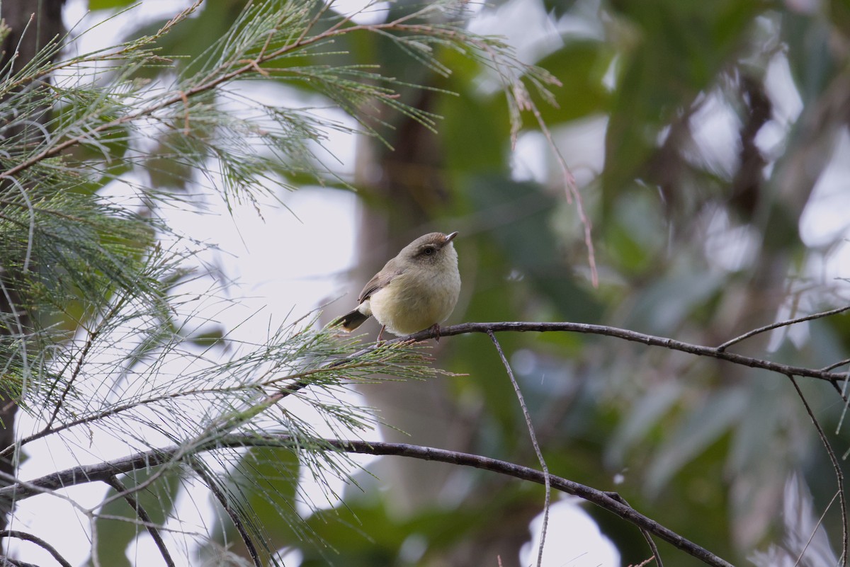Buff-rumped Thornbill - ML642899845