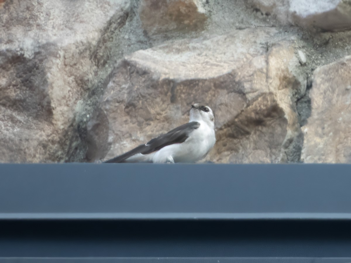 Violet-green Swallow - ML642899846