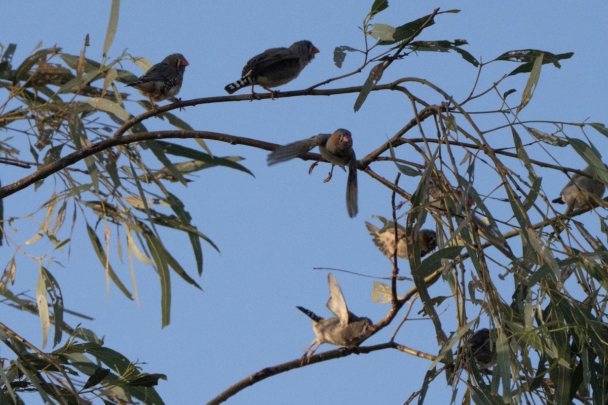 Zebra Finch - ML642899849