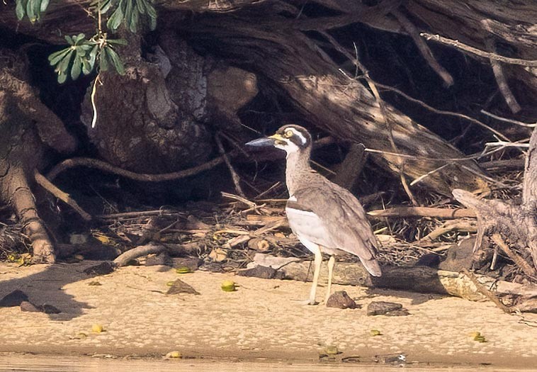 Beach Thick-knee - ML642899852