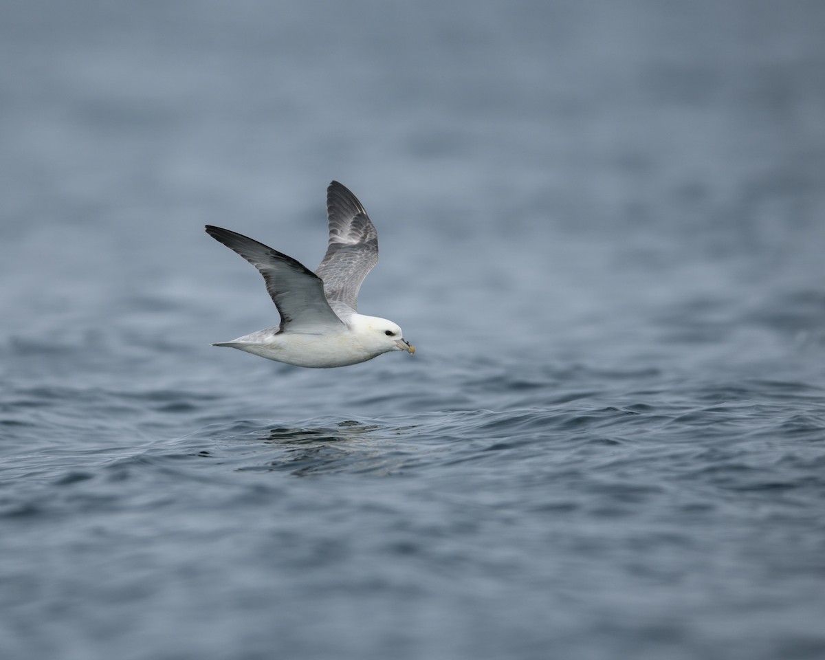 Northern Fulmar - ML642899864